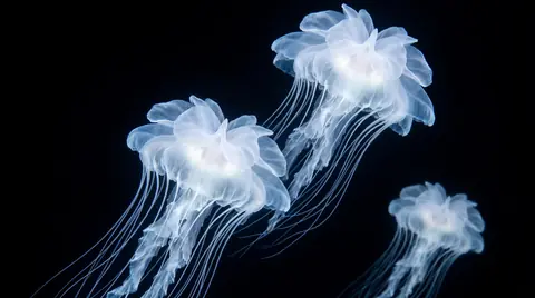 Three translucent, glowing sea creatures with orchid-petal bells drift in black water.