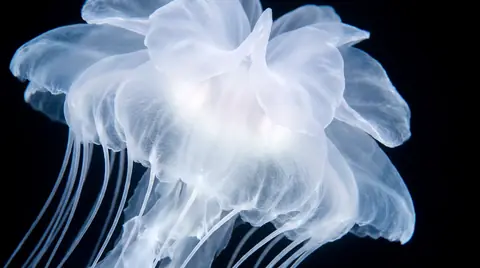 Close on the largest bell: translucent petals and fine veins glowing ice-blue.
